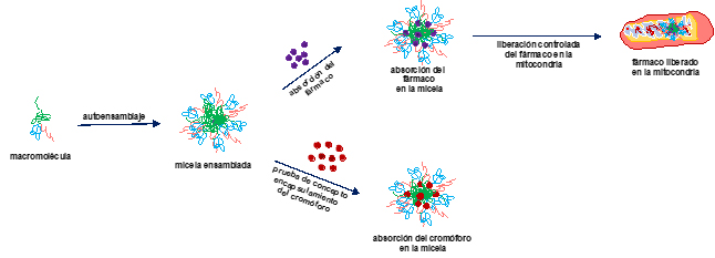 Macromolecules for drug-releasing